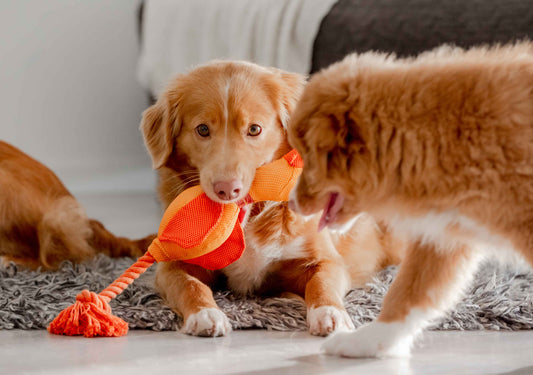 Buy Dog Toys Online Choosing Safe & Fun Toys for Every Dog Breed