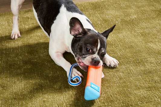 Cheap Dog Toys Online